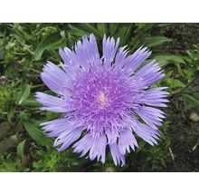 Närbild av en Scabiosa-blomma i en trädgårdsbädd
