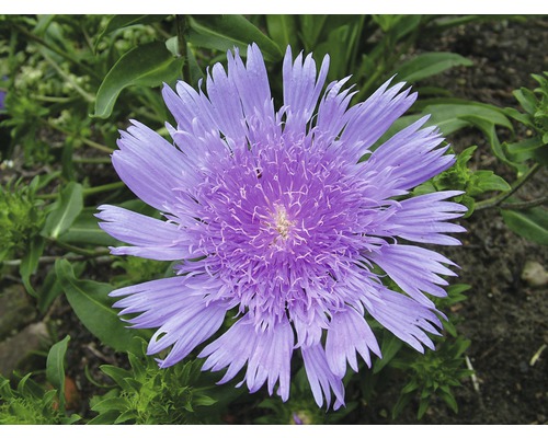 Närbild av en Scabiosa-blomma i en trädgårdsbädd