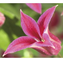 Närbild av en klematisblomma