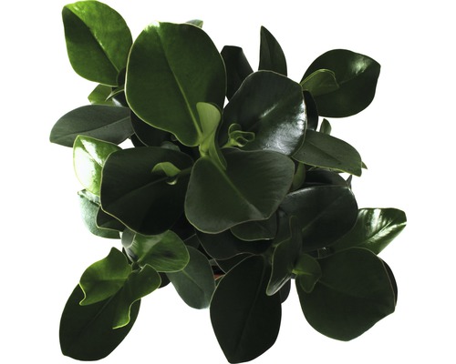 Peperomia krukväxt med runda blad