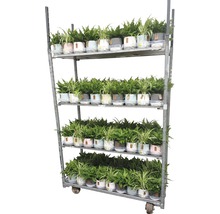 Plantvagn med krukväxter i krukor