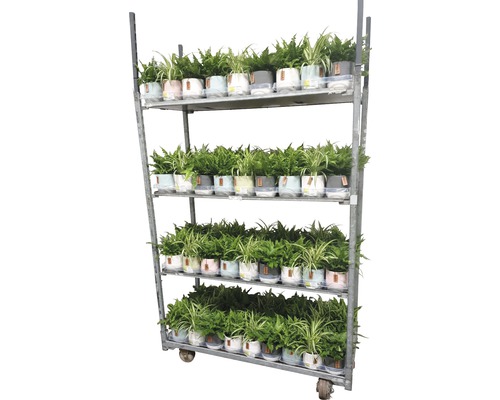 Plantvagn med krukväxter i krukor