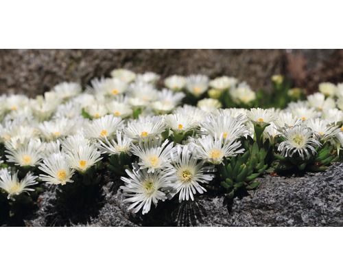 Isörtsblommor på en stenparti