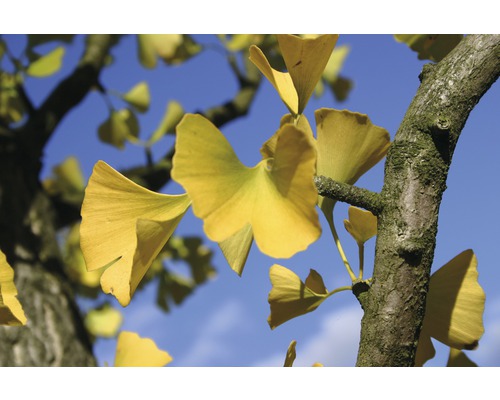 Närbild av ett ginkgoträd med gula löv mot en blå himmel