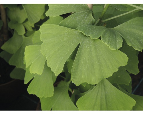 Närbild av Ginkgo blad