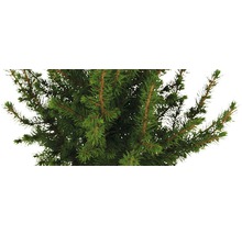 Närbild av en Nordmannsgran