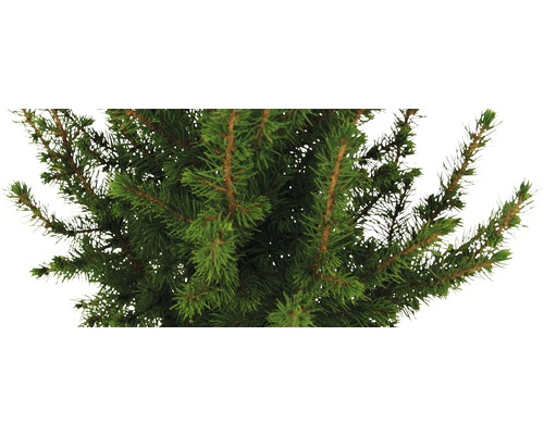 Närbild av en Nordmannsgran