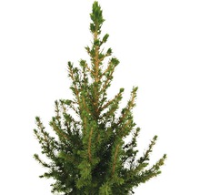 Detaljbild av en barrväxt