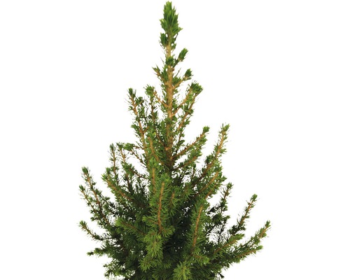 Detaljbild av en barrväxt