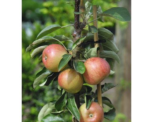 Dvärgäppelträd FLORASELF Bio Malus domestica 'Delgrina' stamhöjd 40cm totalhöjd 60-80cm Co 7,5L