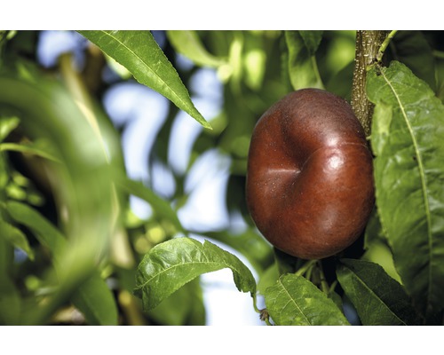 Ekologisk nektarin FLORASELF Bio Prunus nucipersica stamhöjd 60cm totalhöjd 130-150cm co 7,5L buske