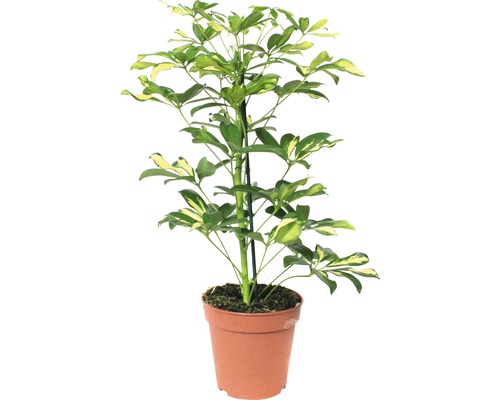 Schefflera planta i kruka