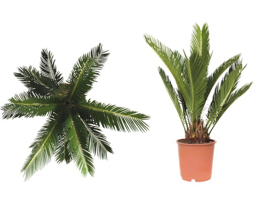 Två bilder av en Cycas i en kruka, en uppifrån och en från sidan.