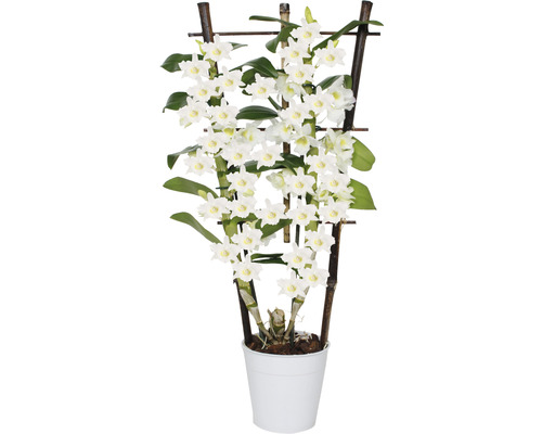 Dendrobium Nobile orkidé med bambusträdgård i kruka