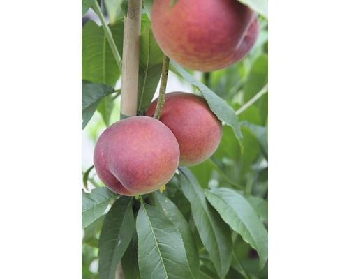 Persika FLORASELF Bio Prunus persica 'Roter Weinbergpfirsich' stamhöjd 60cm totalhöjd ca 100-120cm Co 7,5L självbefruktande