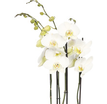Vit orkidé med blommor och knoppar