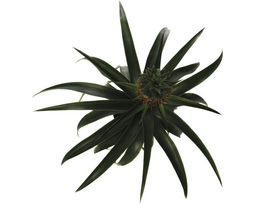 Ananasplanta ovanifrån