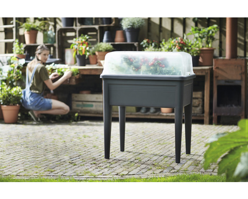 Hög rabatt med transparent lock i trädgården, med planterade behållare i bakgrunden.