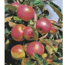 Äppelträd FLORASELF Bio Malus domestica 'Red River' 130-150cm Co 10L