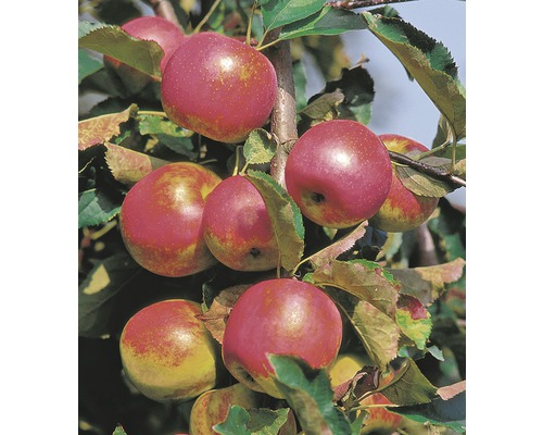 Äppelträd FLORASELF Bio Malus domestica 'Red River' 130-150cm Co 10L