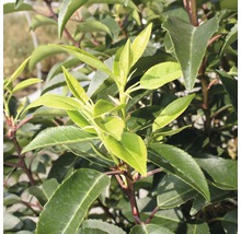 Portugisisk lagerhägg FLORASELF Prunus lusitanica Angustifolia 125-150cm Co 15L