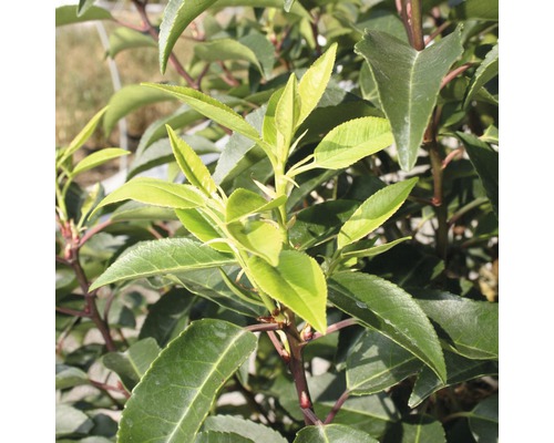 Närbild av en lagerhäggplanta med blad