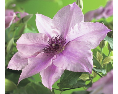 Klematis FLORASELF Clematis-Cultivars 50-60cm co 3L rosa