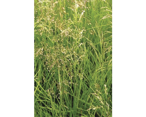 Närbild av gräsmatta med strån och blomställningar