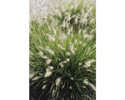 Pennisetum trädgårdsväxt på bilden
