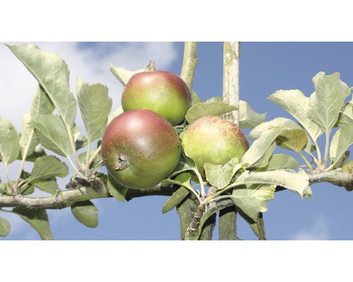 Äppelträd dubbel U-form FLORASELF Bio Malus domestica spaljé 100-150cm Co 20L blandade sorter