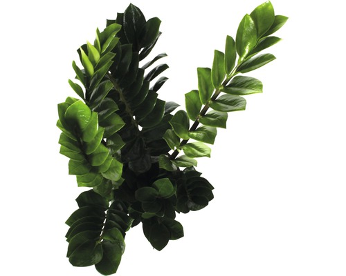 Zamioculcas krukväxt med gröna blad