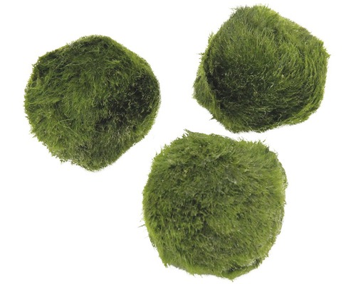 Tre gröna mossbollar för akvarier