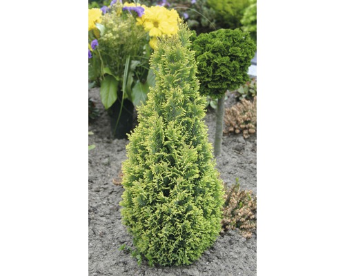 Gul konformad thuja i trädgårdsrabatten