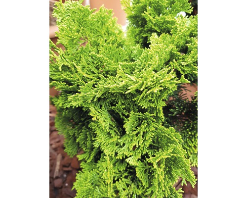 Närbild av en cypress med gröna blad.