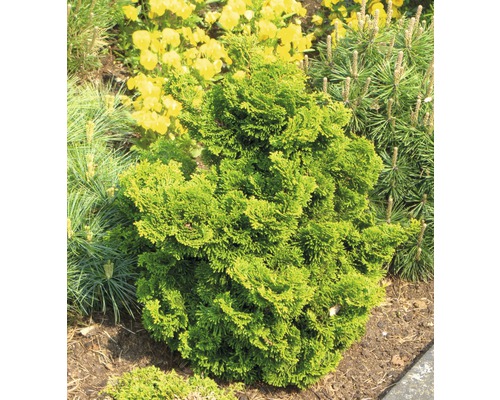 Klottcypress i trädgårdsrabatt