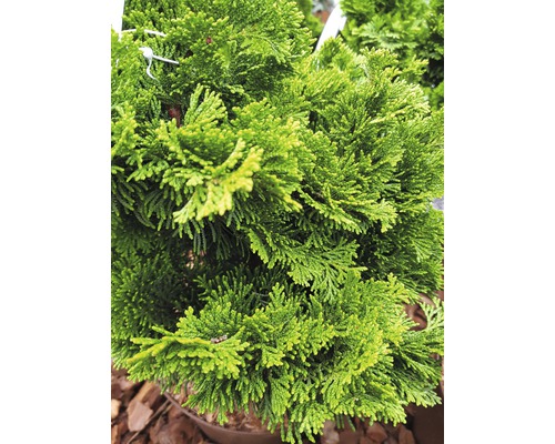 Närbild av en grön cypress