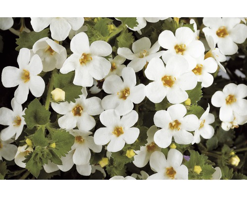 Bachblomma med vita blommor