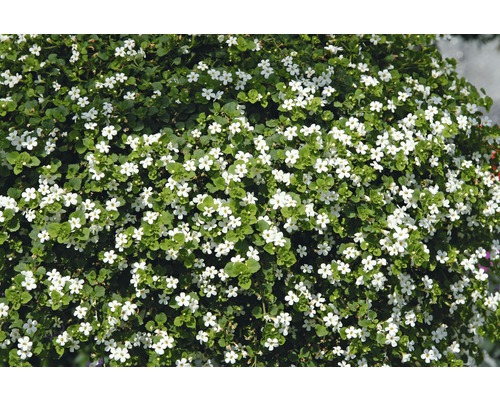 Blommande Sutera-växt med små vita blommor och gröna blad.