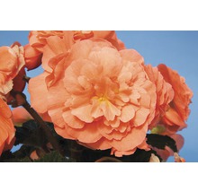 Närbild av en fylld begonia