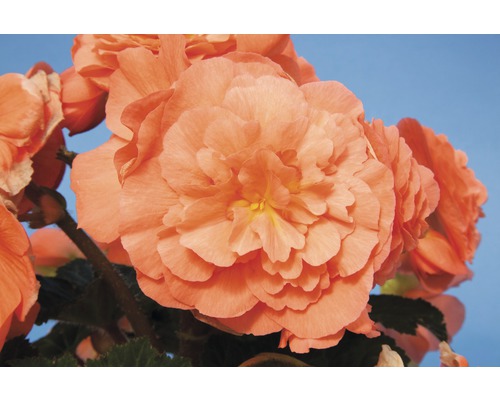 Närbild av en fylld begonia