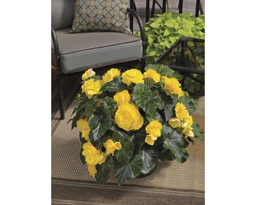 Gula begoniablommor med gröna blad i kruka på en terrass