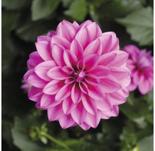 Närbild av en rosa dahlia