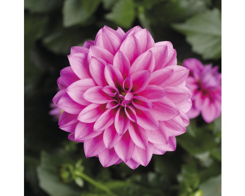 Närbild av en rosa dahlia