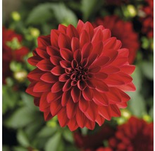 Närbild av en röd dahlia