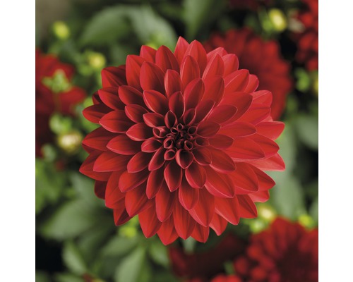 Närbild av en röd dahlia