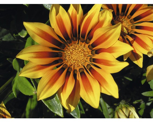 Gazania blomma närbild