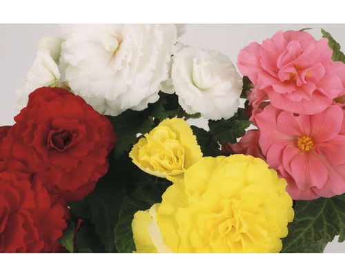 Begonier med mångfärgade blommor