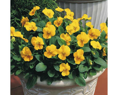 Gula penséer i en planteringslåda