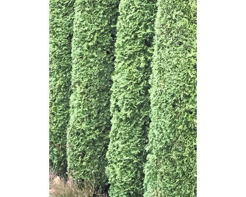 Tuja FLORASELF Thuja occidentalis Smaragd 80-100cm ClickCo