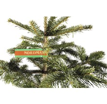 Nordmannsgran med etikett